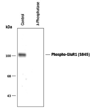 Detection of Phospho-GluR1 (S845) antibody by Western Blot.