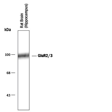 Detection of GluR2/3 antibody by Western Blot.