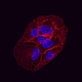Human Glut1 Antibody MAB1418: R&D Systems