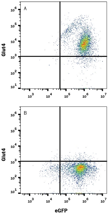 Detection of Glut4 antibody in HEK293 Human Cell Line Transfected with Human Glut4 and eGFP antibody by Flow Cytometry.