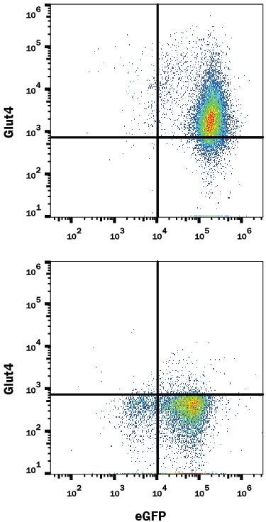 Detection of Glut4 antibody in HEK293 Human Cell Line Transfected with Human Glut4 and eGFP antibody by Flow Cytometry.