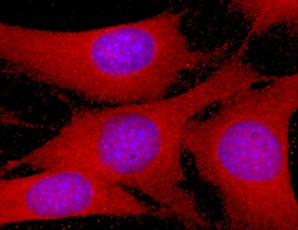 Glutaredoxin 3/GLRX3 antibody in NIH-3T3 Mouse Cell Line by Immunocytochemistry (ICC).