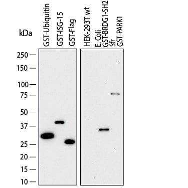 Detection of Glutathione S-Transferase/GST antibody by Western Blot.