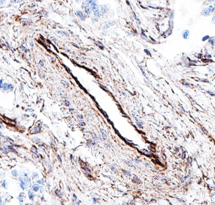 Glypican 1 antibody in Human Placenta by Immunohistochemistry (IHC-P).