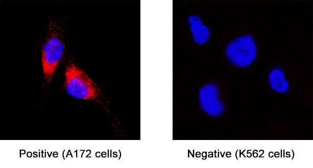 Glypican 1 antibody in A172 Human Cell Line by Immunocytochemistry (ICC).