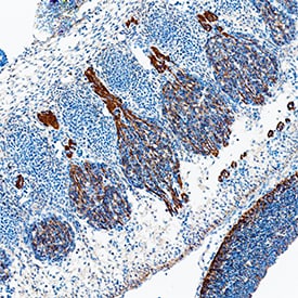 Glypican 2 antibody in Mouse Embryo by Immunohistochemistry (IHC-Fr).
