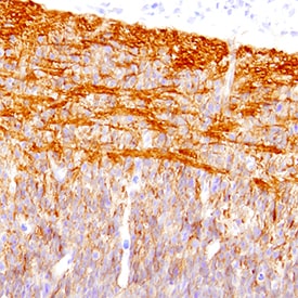 Glypican 2 antibody in Mouse Embryo by Immunohistochemistry (IHC-Fr).