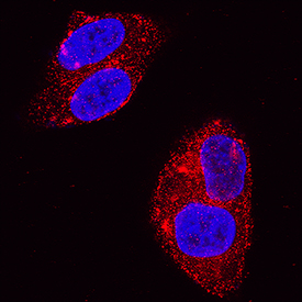 Glypican 3 antibody in HepG2 Human Cell Line by Immunocytochemistry (ICC).