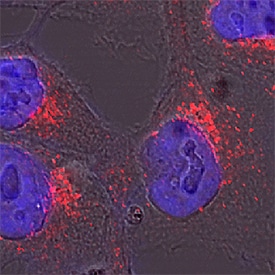 Golgi Glycoprotein 1/GLG1 antibody in HeLa Human Cell Line by Immunocytochemistry (ICC).