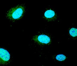 Goosecoid antibody in BG01V Human Embryonic Stem Cells by Immunocytochemistry (ICC).