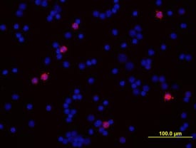 Ly-6G/Ly-6C (Gr-1) antibody in Mouse Spleno-cytes by Immunocytochemistry (ICC).