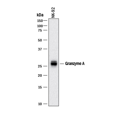 Detection of Human Granzyme A antibody by Western Blot.