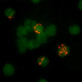 Granzyme A antibody in Human PBMCs by Immunocytochemistry (ICC).