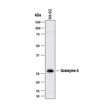 Detection of Human Granzyme A antibody by Western Blot.