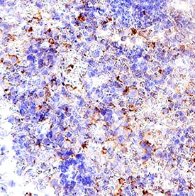 Granzyme B antibody in Mouse Spleen Tissue by Immunohistochemistry (IHC-P).