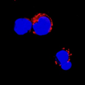 Granzyme H antibody in Human PBMCs by Immunocytochemistry (ICC).