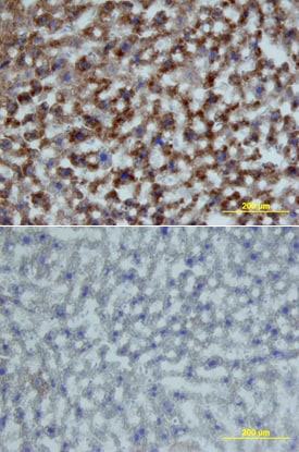 Growth Hormone R/GHR antibody in Mouse Liver by Immunohistochemistry (IHC-Fr).