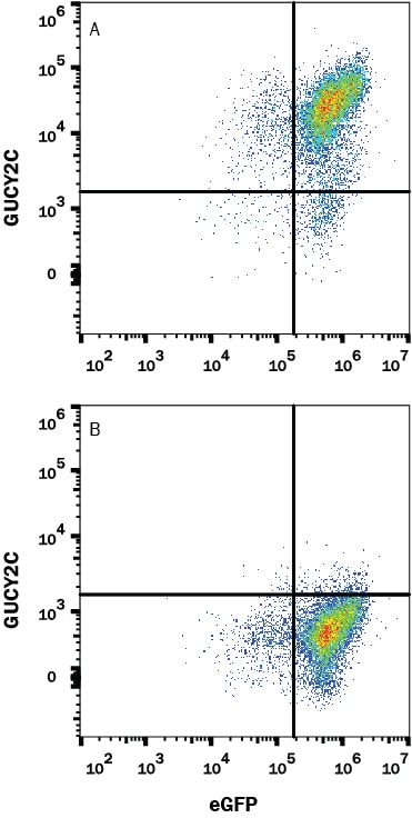 Detection of GUCY2C antibody in HEK293 Human Cell Line Transfected with Human GUCY2C and eGFP antibody by Flow Cytometry.