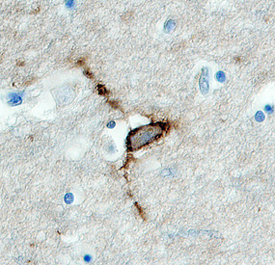 HAPLN4 antibody in Human Brain by Immunohistochemistry (IHC-P).