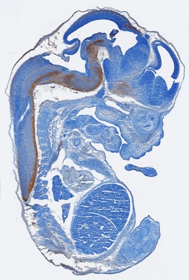 HB-EGF antibody in Mouse Embryo by Immunohistochemistry (IHC-Fr).