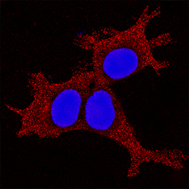 HES-4 antibody in HEK293 Human Cell Line by Immunocytochemistry (ICC).