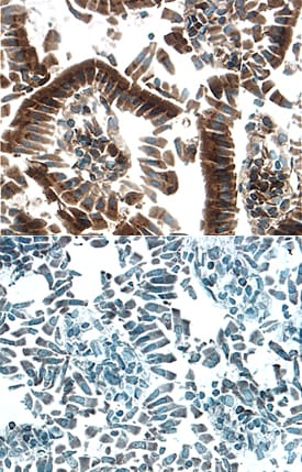 HGF Activator antibody in Mouse Intestine by Immunohistochemistry (IHC-Fr).