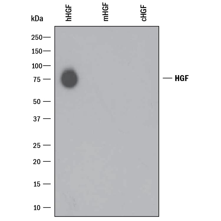 Detection of Recombinant Human, Mouse, and Canine HGF antibody by Western Blot.