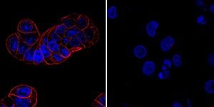 HGF R/c-MET antibody in HT-29 and U937 Human Cell Line by Immunocytochemistry (ICC).
