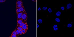 HGF R/c-MET antibody in HT-29 and U937 Human Cell Lines by Immunocytochemistry (ICC).