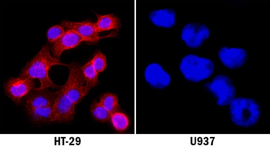 HGF R/c-MET antibody in HT-29 Human Cell Line by Immunocytochemistry (ICC).