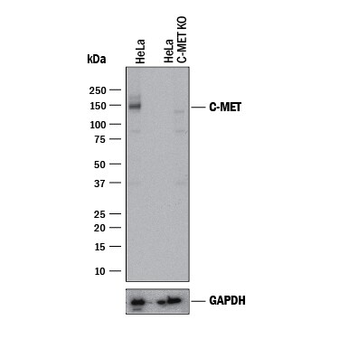 Western Blot Shows Human HGF R/c-MET Antibody Specificity by Using Knockout Cell Line.