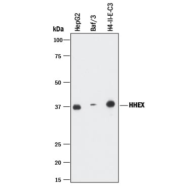 Detection of Human, Mouse, and Rat HHEX antibody by Western Blot.