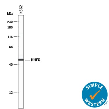 Detection of Human HHEX antibody by Simple WesternTM.