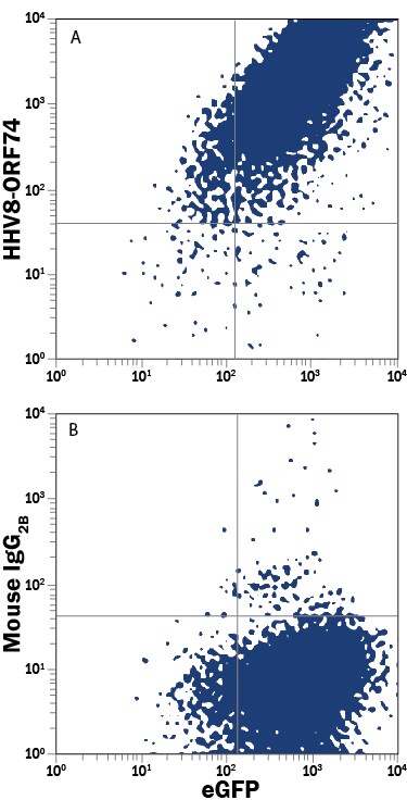 Detection of HHV8‑ORF74 antibody in HEK293 Human Cell Line Transfected with Viral HHV8-ORF74 and eGFP antibody by Flow Cytometry.