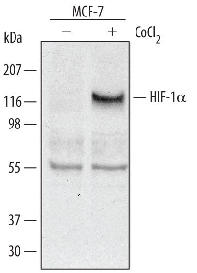 Detection of Human HIF-1a/HIF1A antibody by Western Blot.