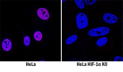 HIF-1a/HIF1A Antibody Specificity is Shown by Immunocytochemistry in Knockout Cell Line by Immunocytochemistry (ICC).