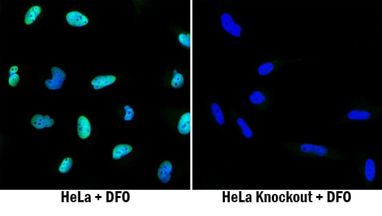 HIF-1 alpha/HIF1A antibody in HeLa Human Cell Line by Immunocytochemistry (ICC).