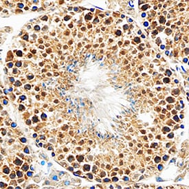 HIF-2a/EPAS1 antibody in Mouse Testis by Immunohistochemistry (IHC-Fr).