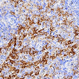 HM74A/PUMA-G/GPR109A antibody in Human Spleen Tissue by Immunohistochemistry (IHC-P).