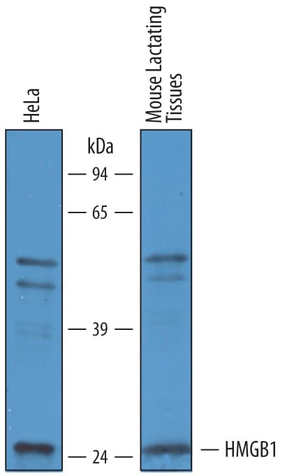 Detection of Human and Mouse HMGB1/HMG-1 antibody by Western Blot.