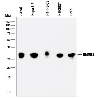 Detection of Human, Mouse, and Rat HMGB1/HMG-1 antibody by Western Blot.