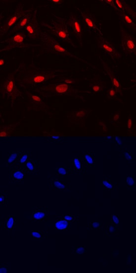 HMGB1/HMG-1 antibody in CCD-18Co Human Cell Line by Immunocytochemistry (ICC).