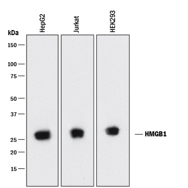 Detection of Human HMGB1/HMG-1 antibody by Western Blot.