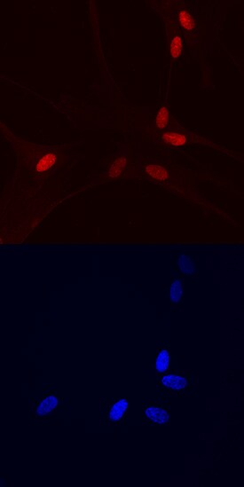 HMGB3 antibody in Detroit 551 Human Cell Line by Immunocytochemistry (ICC).