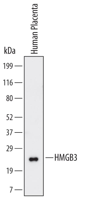 Detection of Human HMGB3 antibody by Western Blot.