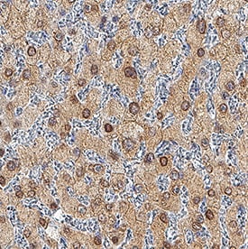 HNF-3 beta /FoxA2 antibody in Human Liver by Immunohistochemistry (IHC-P).