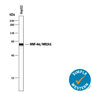 Detection of Human HNF-4a/NR2A1 antibody by Simple WesternTM.