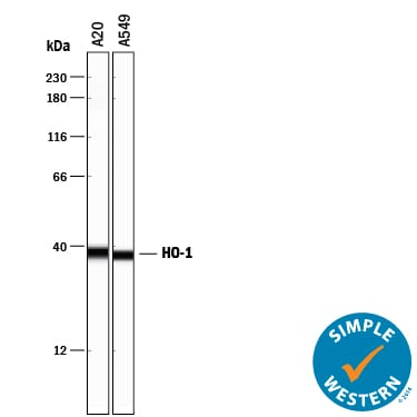 Detection of Human and Mouse HO‑1/HMOX1/HSP32 antibody by Simple WesternTM.