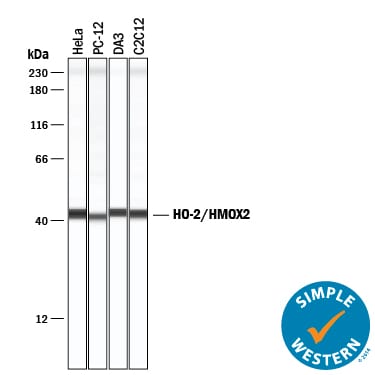 Detection of Human, Mouse, and Rat HO-2/HMOX2 antibody by Simple WesternTM.