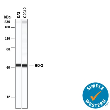 Detection of Mouse HO-2/HMOX2 antibody by Simple WesternTM.